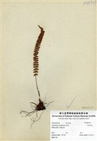 藏品(芽苞耳蕨)的圖片